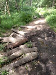 muddy path with a disorderly row of logs to the side