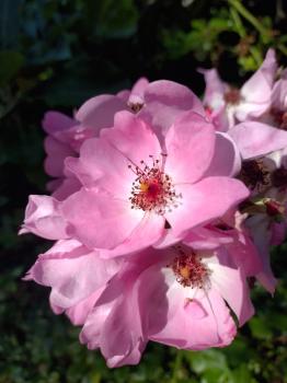 rose in bloom
