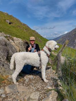 dog looks out over mountain