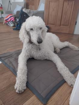 dog lying on dog bed