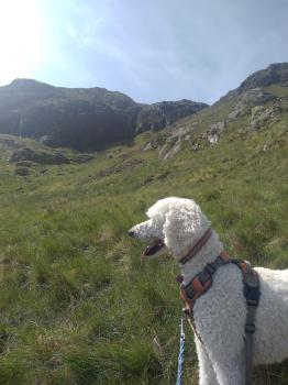 dog on grassy slope