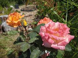 image of pinkish rose, with orangey rose in the background