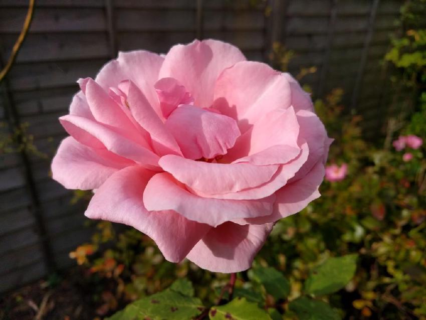 Image of pink rose