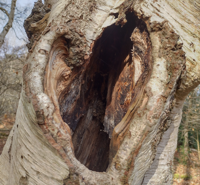 Image of a tree with a heart-shaped hole