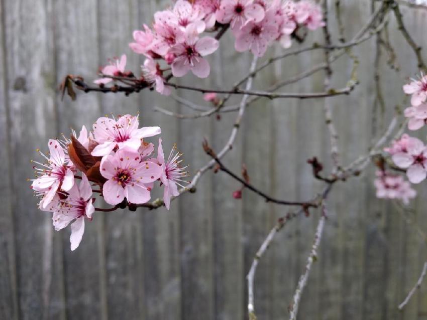 Image of pink blossom against a grey fence